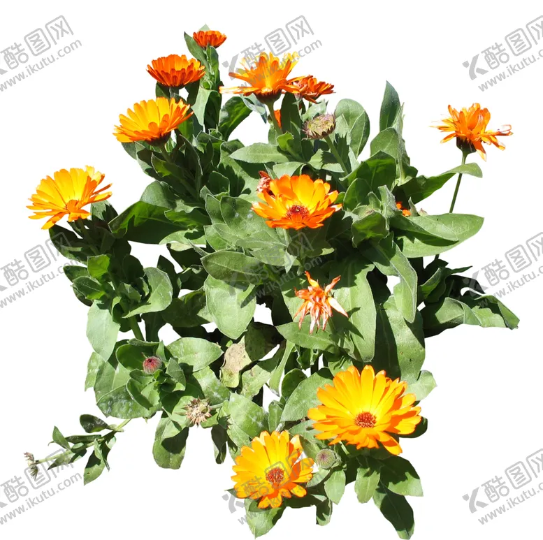 编号：18578306262049196184【酷图网】源文件下载-免扣花卉植物素材