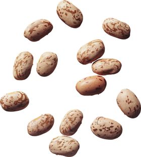 豆子