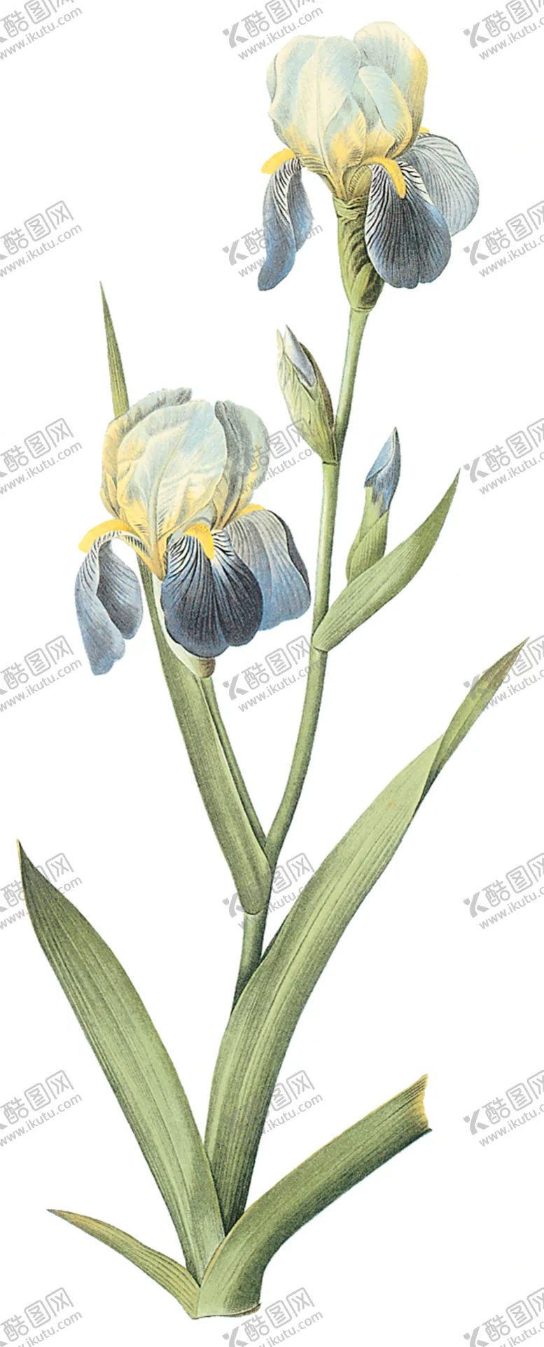 编号：72368807051002071262【酷图网】源文件下载-植物花卉油画装饰画
