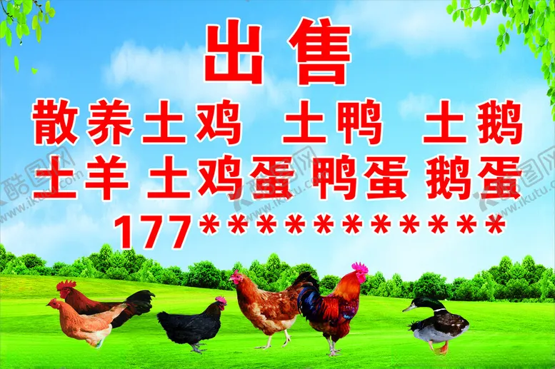 编号：63308402081322599088【酷图网】源文件下载-出售土鸡
