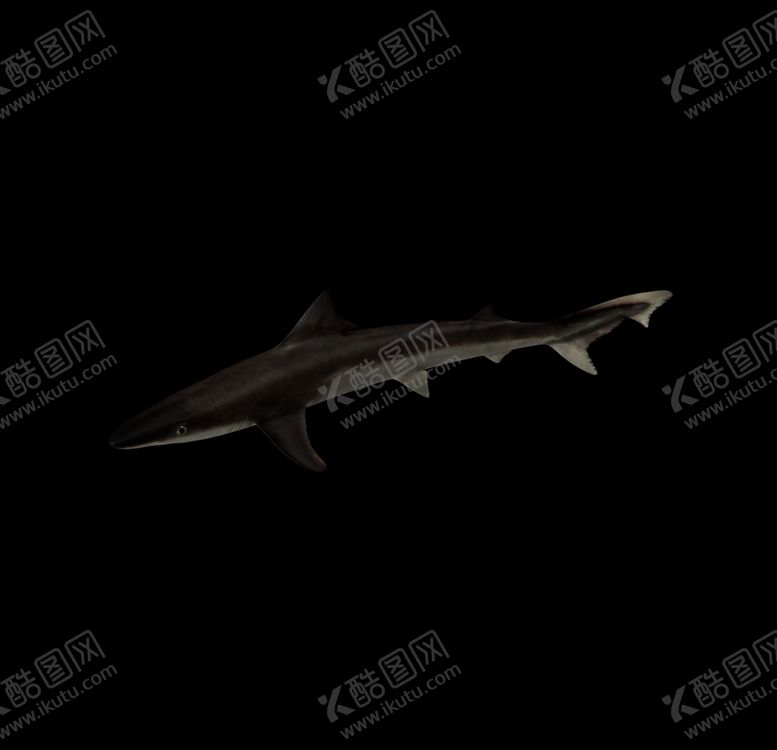 编号：24335506250313575278【酷图网】源文件下载-海洋生物