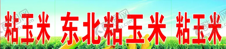 编号：90400606302017307431【酷图网】源文件下载-东北黏玉米