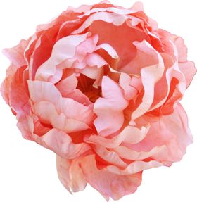 玫瑰花朵装饰
