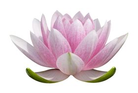 莲花
