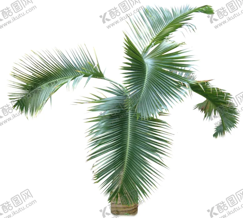 编号：71123309121944572069【酷图网】源文件下载-椰子树