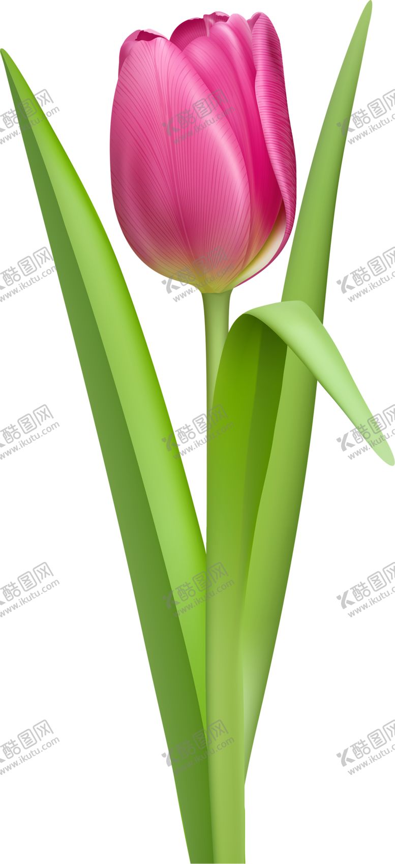 编号：29449506252124357554【酷图网】源文件下载-郁金香