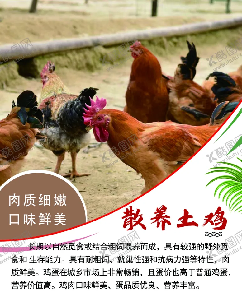 编号：64350501181814416114【酷图网】源文件下载-散养土鸡