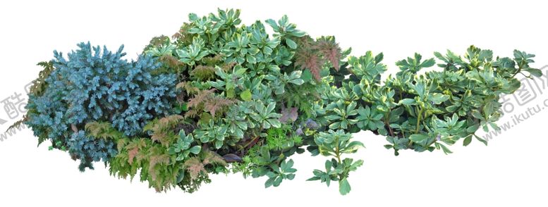 编号：24248509210143179762【酷图网】源文件下载-免扣植物素材图片