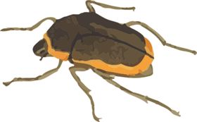甲虫昆虫插画