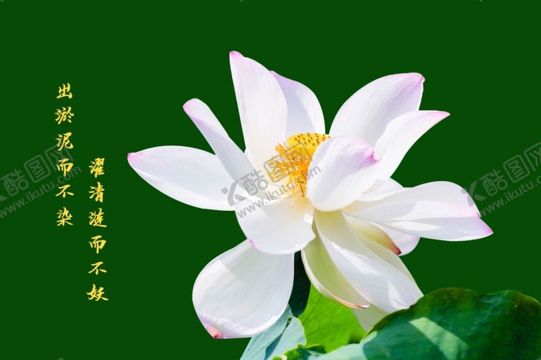 编号：99914207040736046860【酷图网】源文件下载-荷花