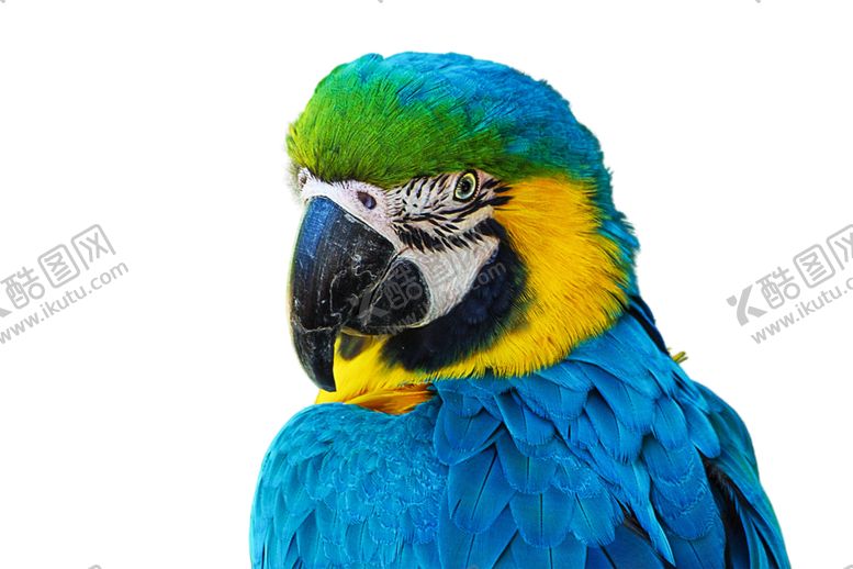 编号：21928910021141541547【酷图网】源文件下载-鹦鹉