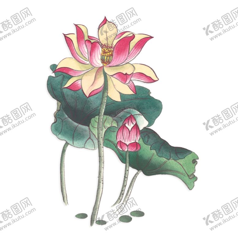编号：24505301260246199030【酷图网】源文件下载-荷花素材