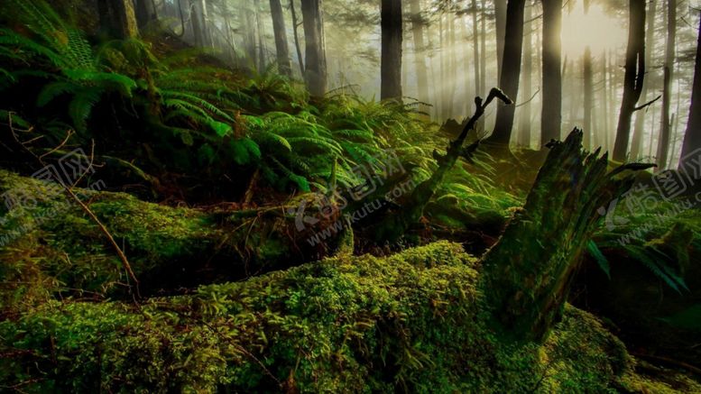 编号：40377209280628554770【酷图网】源文件下载-森林