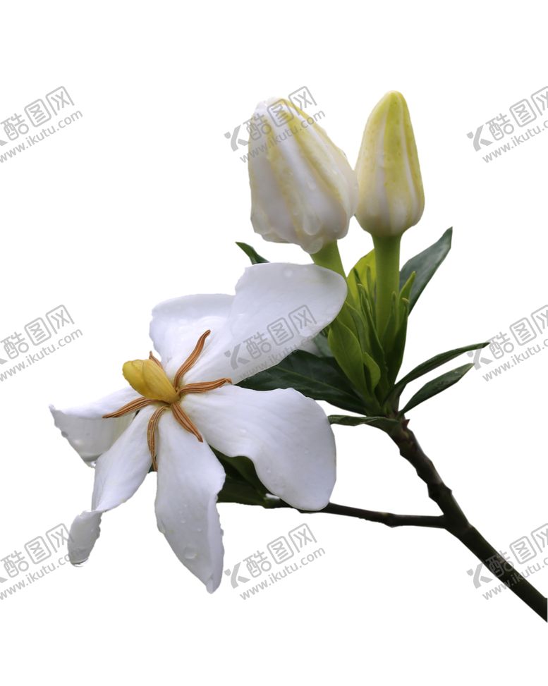 编号：56742810050506149309【酷图网】源文件下载-栀子花