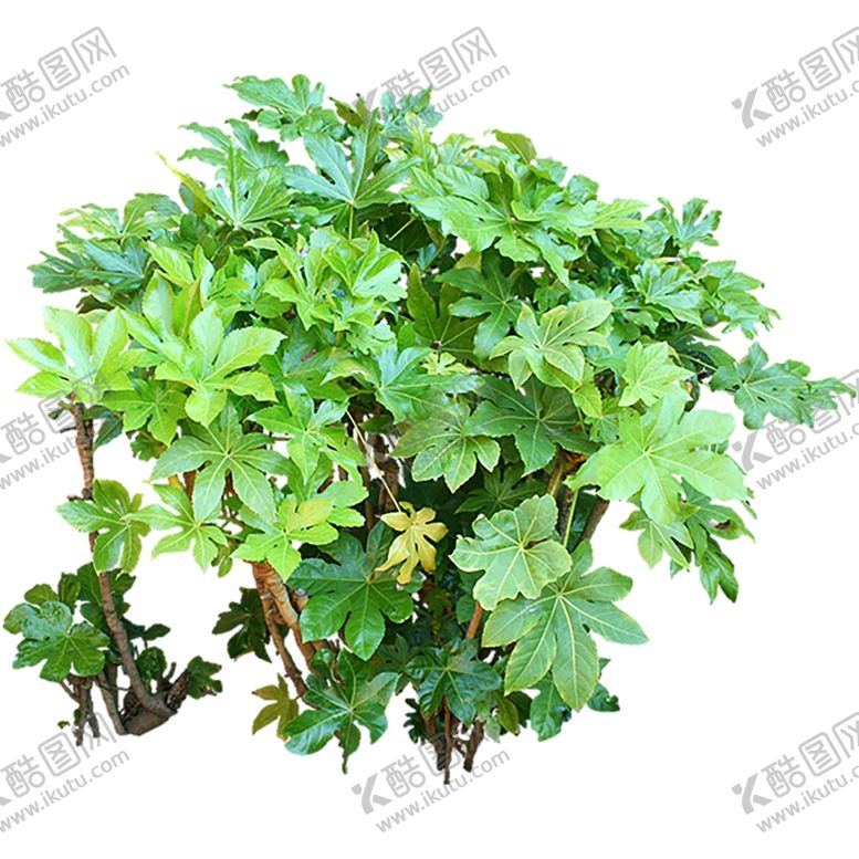 编号：83625210290034039484【酷图网】源文件下载-绿色植物