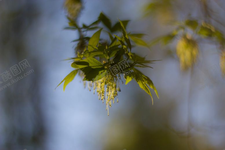 编号：92853709300155003200【酷图网】源文件下载-植物