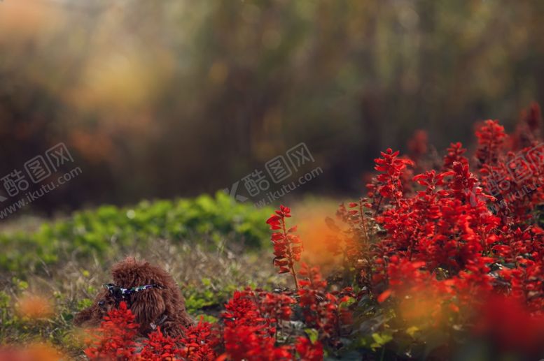 编号：65520610042243069753【酷图网】源文件下载-照相