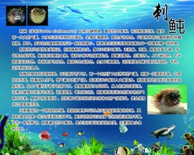 刺豚河豚简介