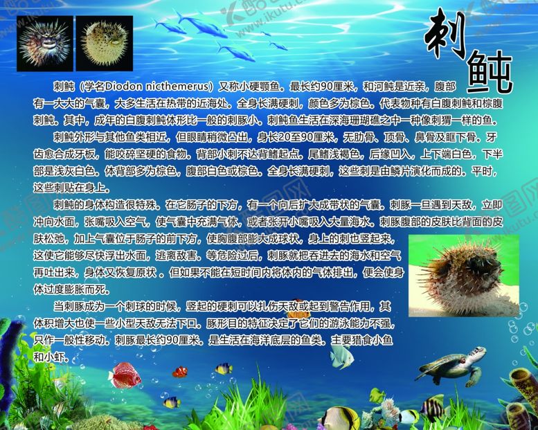 编号：36765906152018221661【酷图网】源文件下载-刺豚河豚简介