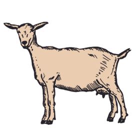 家养动物主题插画