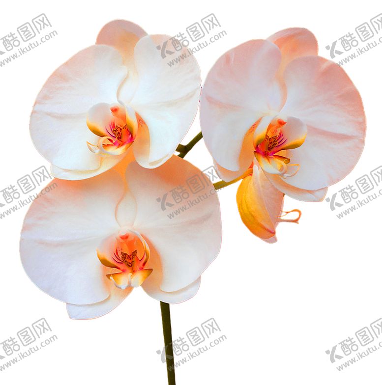 编号：32982510030801043354【酷图网】源文件下载-花素材