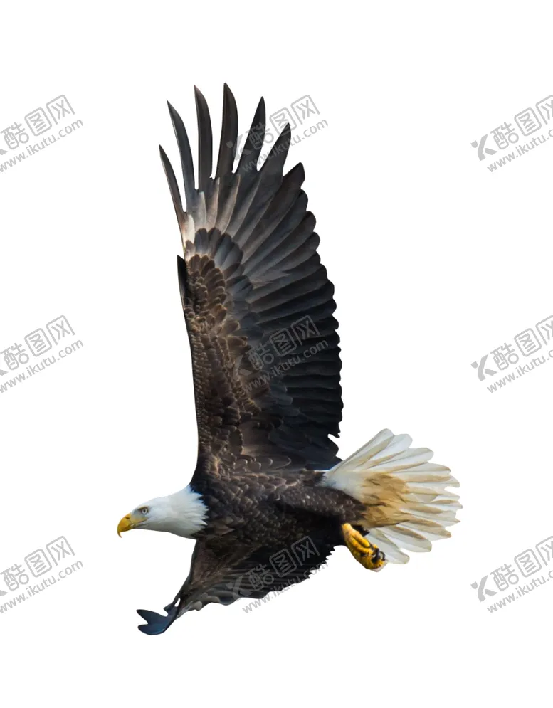 编号：40522303150544356939【酷图网】源文件下载-老鹰
