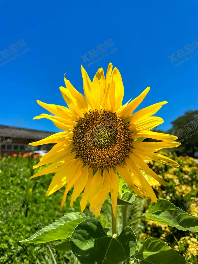 编号：41283712041732342638【酷图网】源文件下载-向日葵