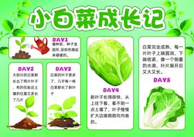 小白菜成长记录手抄报