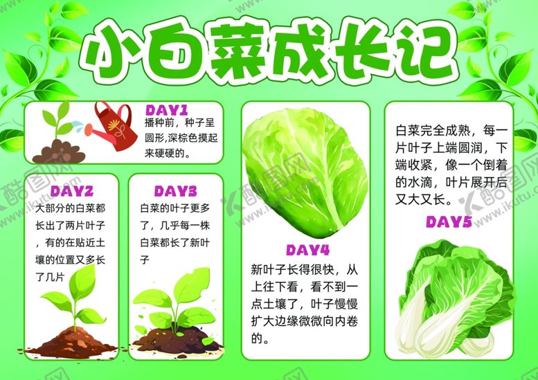 编号：35459710020632047871【酷图网】源文件下载-小白菜成长记录手抄报
