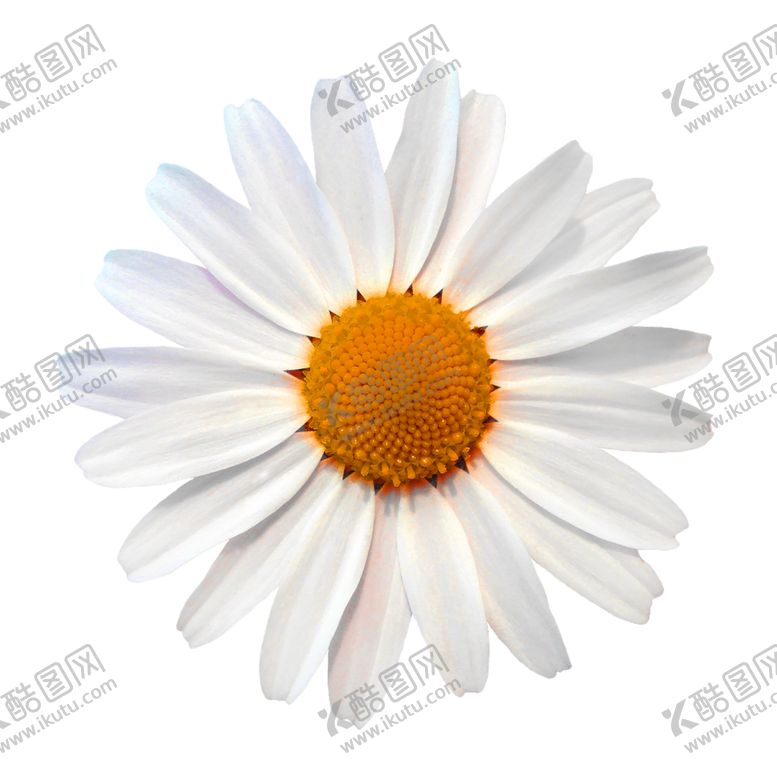 编号：80476409210657032332【酷图网】源文件下载-花素材