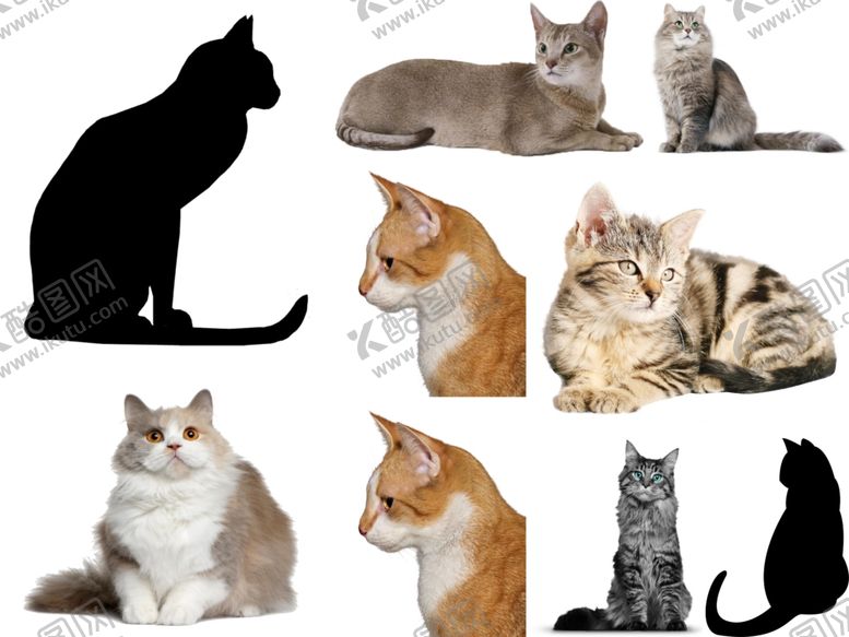 编号：76109209271830145919【酷图网】源文件下载-猫png免扣高清素材