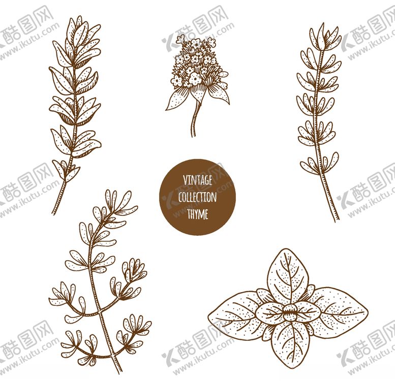 编号：51615209281831319259【酷图网】源文件下载-植物线稿