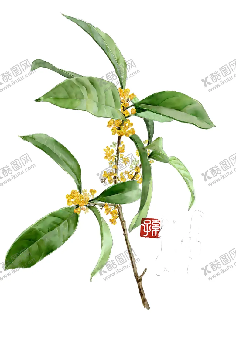 编号：31718302082223013493【酷图网】源文件下载-手绘桂花png免抠素材
