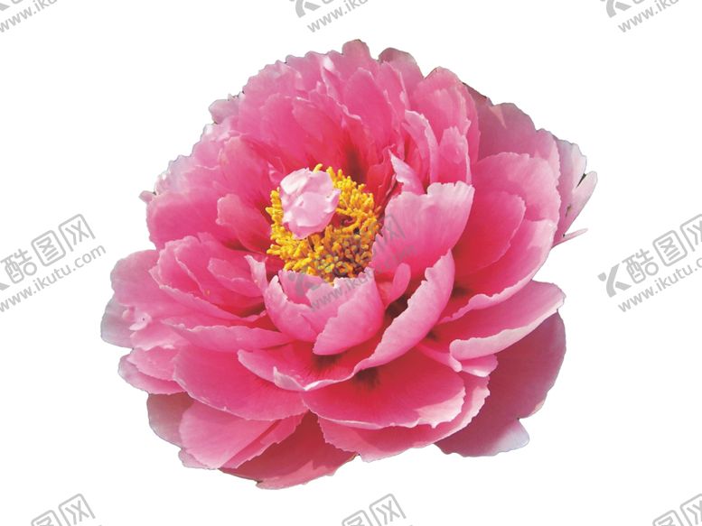 编号：75248010261811019170【酷图网】源文件下载-花朵