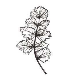 素描绘画植物花朵