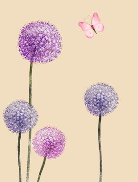 蒲公英