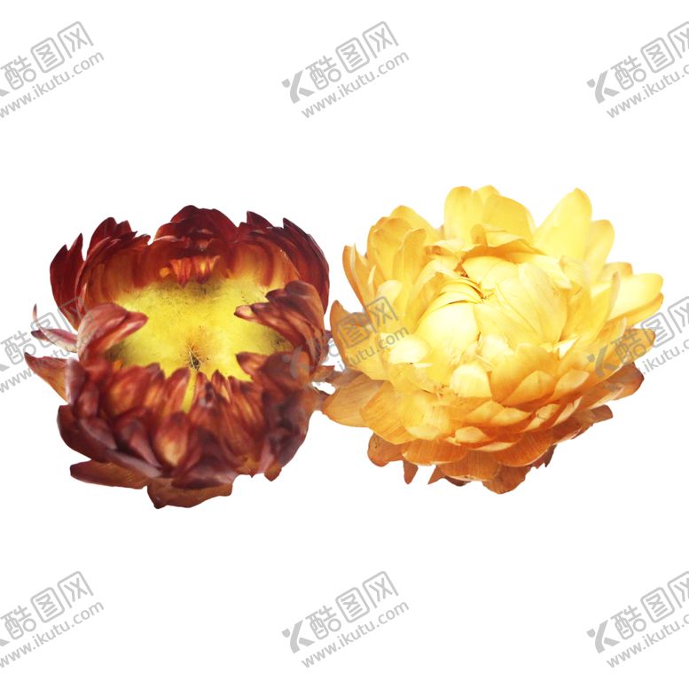 编号：32556509112225232715【酷图网】源文件下载-免抠背景干花枯花