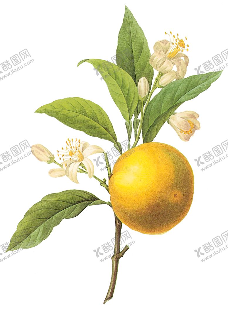 编号：99326709251502214771【酷图网】源文件下载-植物花卉油画装饰画