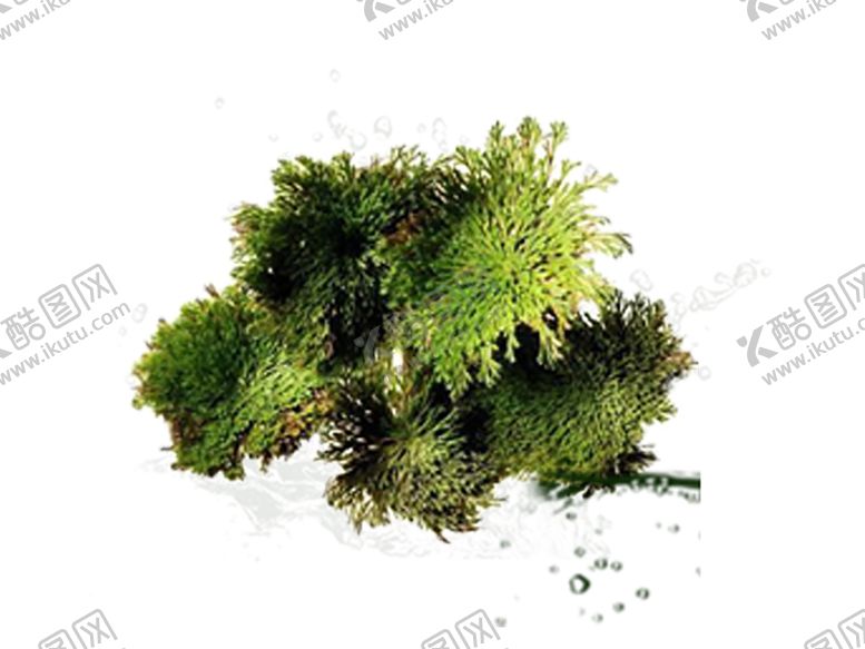 编号：28301306291023145157【酷图网】源文件下载-绿色植物