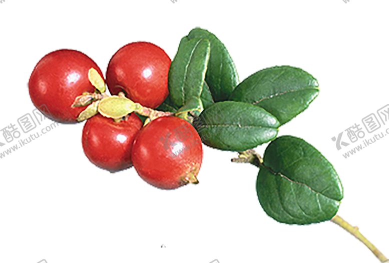 编号：92215009161655498399【酷图网】源文件下载-鲜花素材