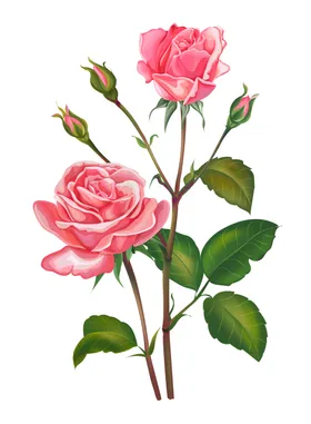 手绘花卉清新其他朵唯美