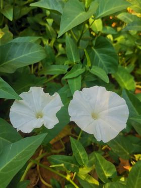 花   小喇叭花   大牌  