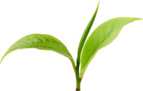 茶叶样品采器具园
