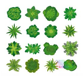 植物顶视图