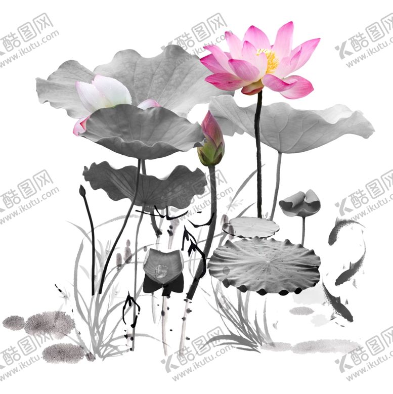 编号：88922505151750501413【酷图网】源文件下载-荷花水墨荷花