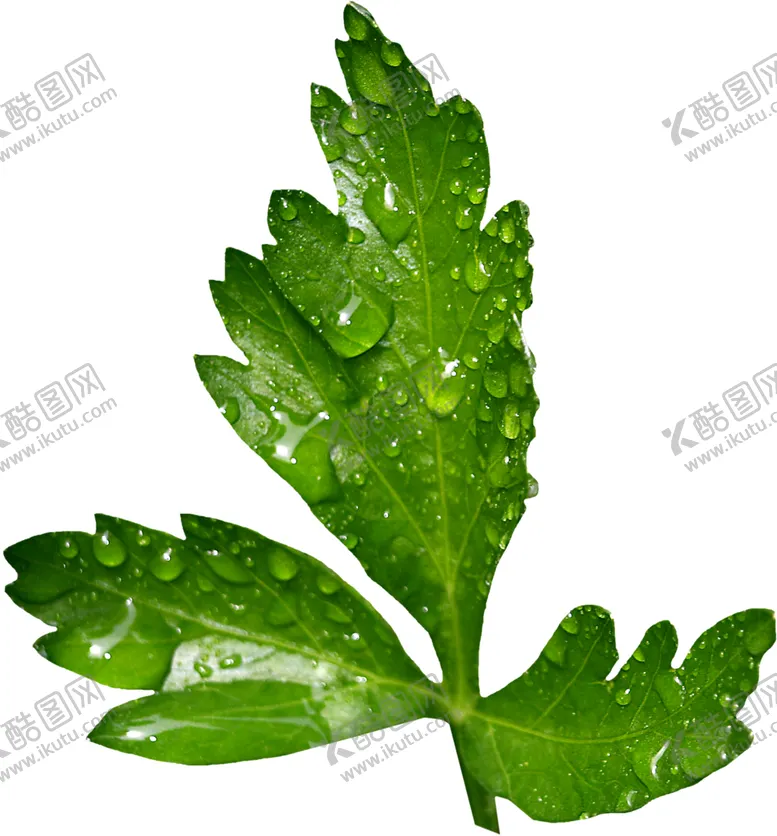 编号：52177102101151242130【酷图网】源文件下载-艾草PNG