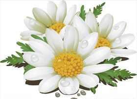 白花