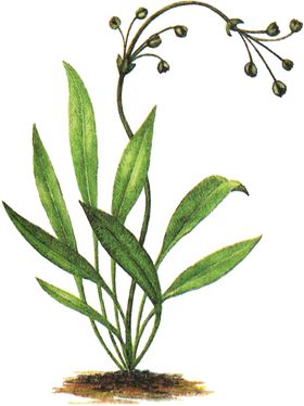 免扣水生植物素材图片
