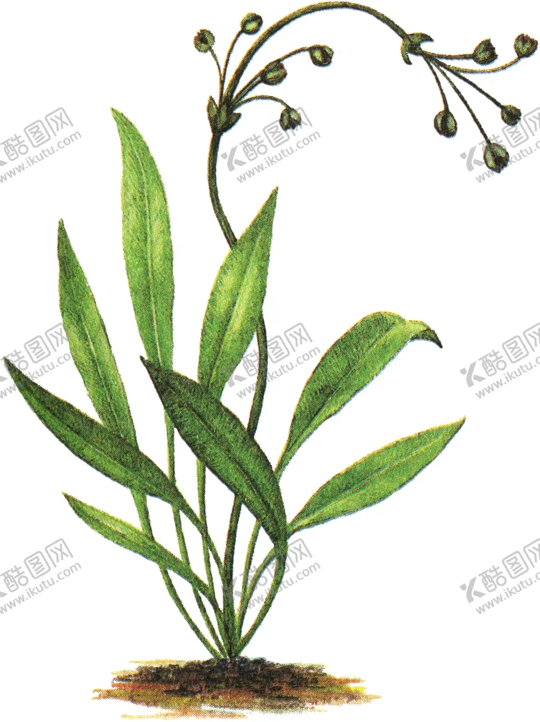 编号：67902705032351455254【酷图网】源文件下载-免扣水生植物素材图片