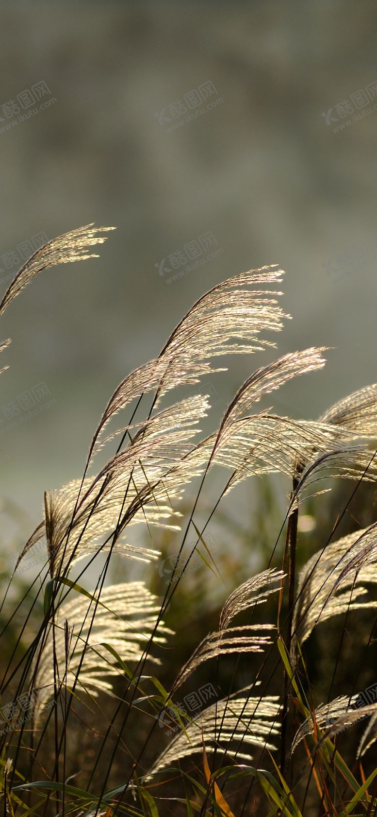 编号：21860909230218592060【酷图网】源文件下载-手机壁纸